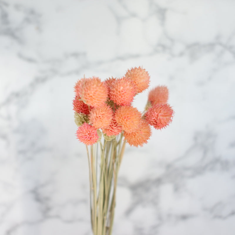 dried gomphrena light pink