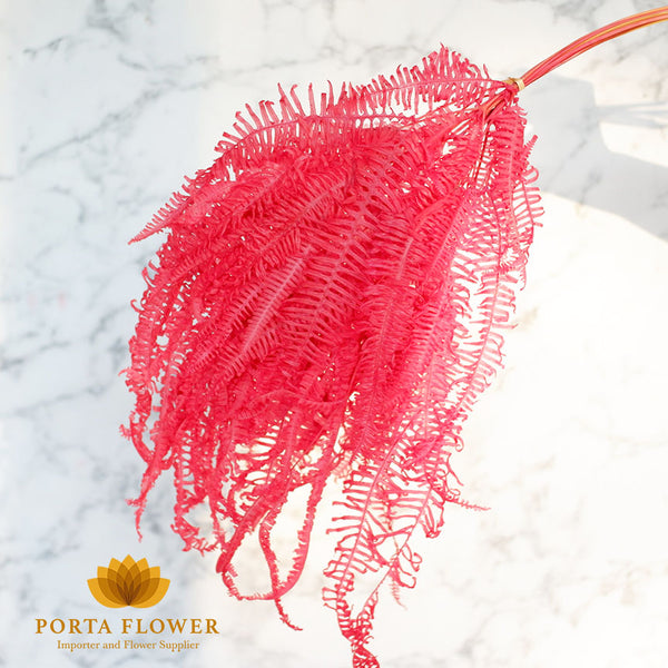 preserved fern red