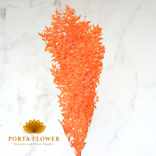 preserved ruscus aculeatus orange