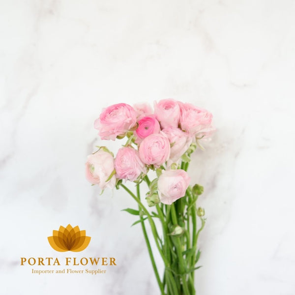 ranunculus light pink