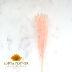 dried small pampas pink