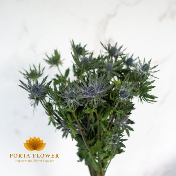 eryngium orion