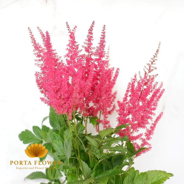 astilbe paul gaarder