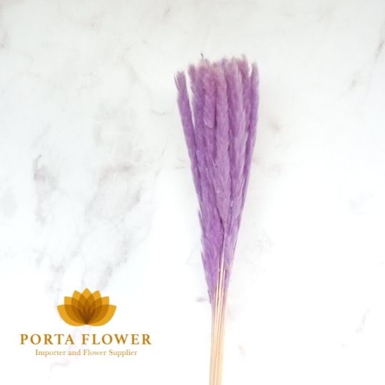 dried small pampas purple