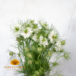 nigella white