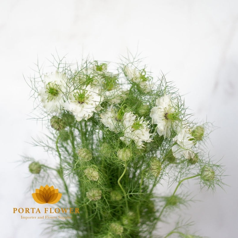 nigella white