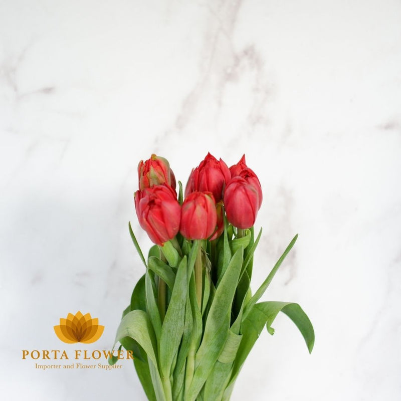 tulip double red princess