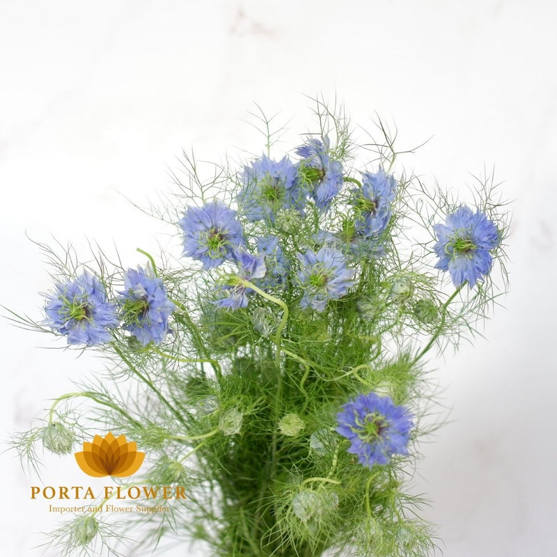 nigella blue