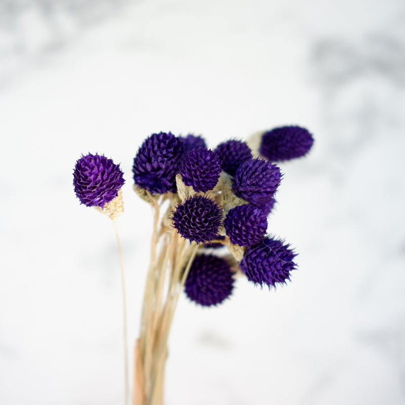 dried gomphrena dark blue