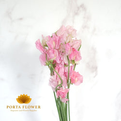 lathyrus parfum pastel pink