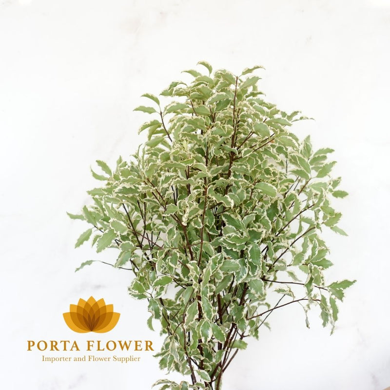 pittosporum silver nigra