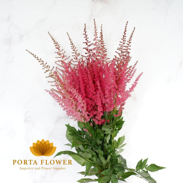 astilbe paul gaarder