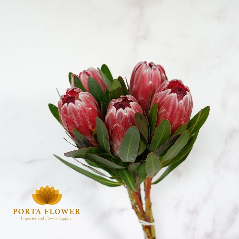 protea pink ice