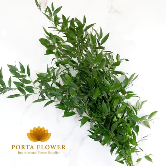 ruscus aculeatus