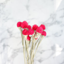 dried gomphrena red