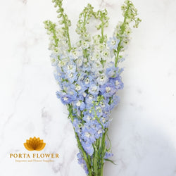 delphinium elatum sky blue