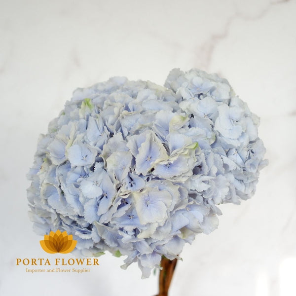 hydrangea verena blue