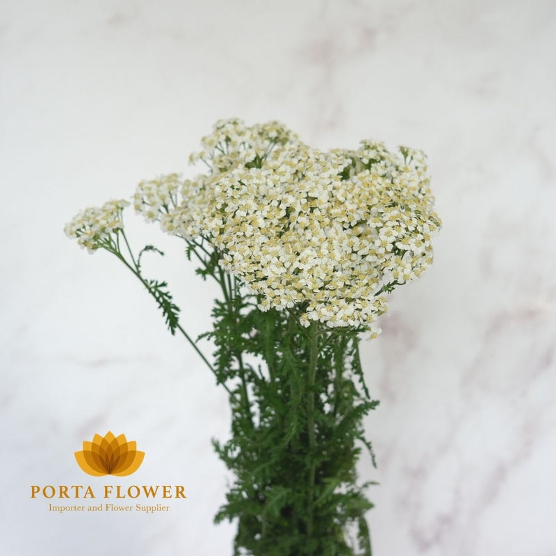 achillea white beauty