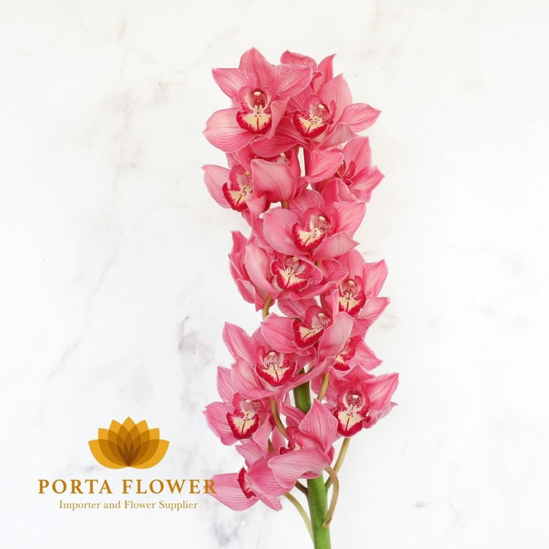 cymbidium joshua pink