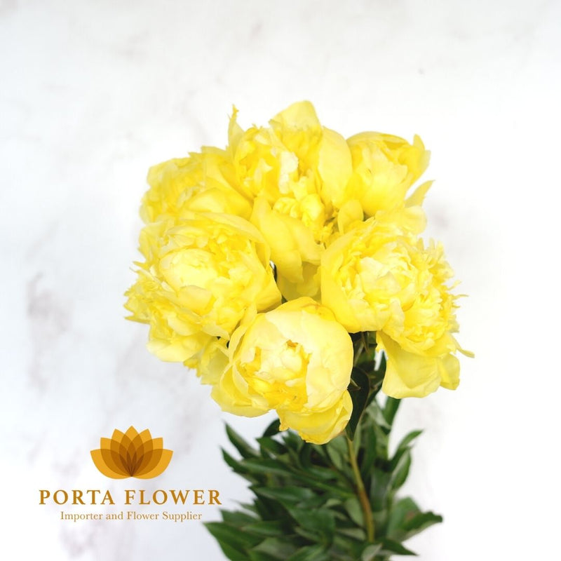 peony painted yellow