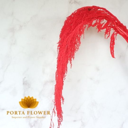 preserved amaranthus hanging red