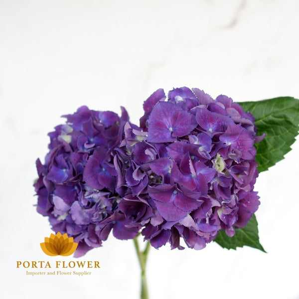 hydrangea royal king