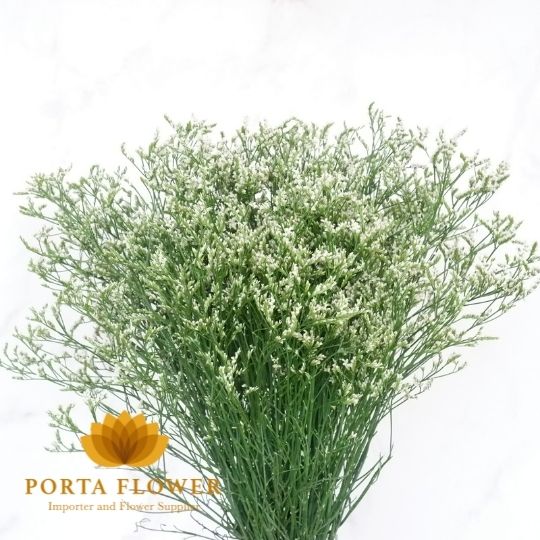 limonium white