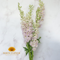 delphinium elatum pink river