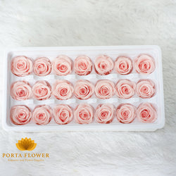 preserved rose 2-3cm light peach