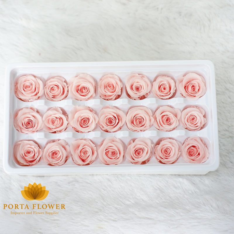 preserved rose 2-3cm light peach