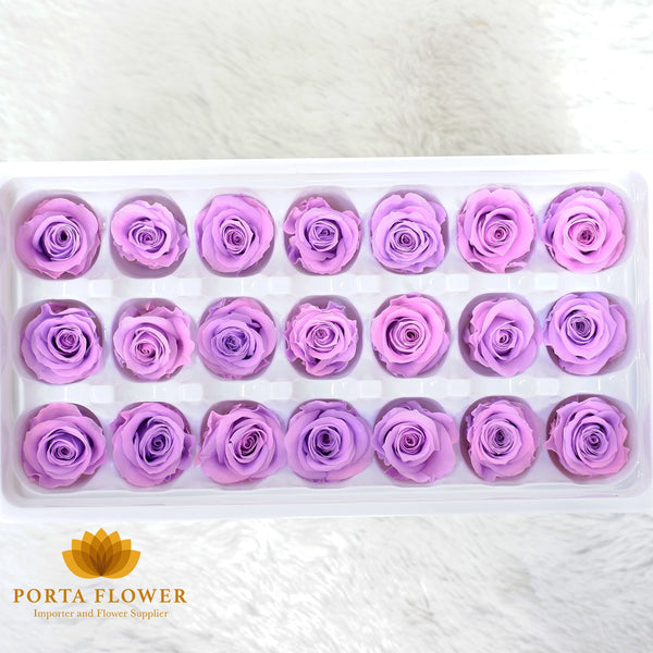 preserved rose 2-3cm pink purple