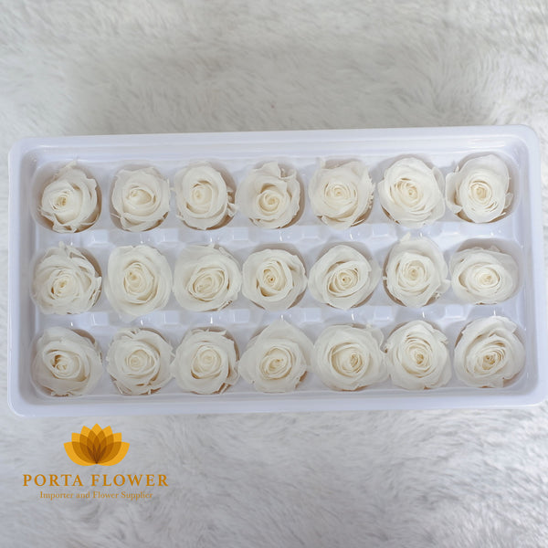 preserved rose 2-3cm white