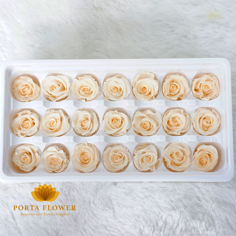 preserved rose 2-3cm yellow champagne