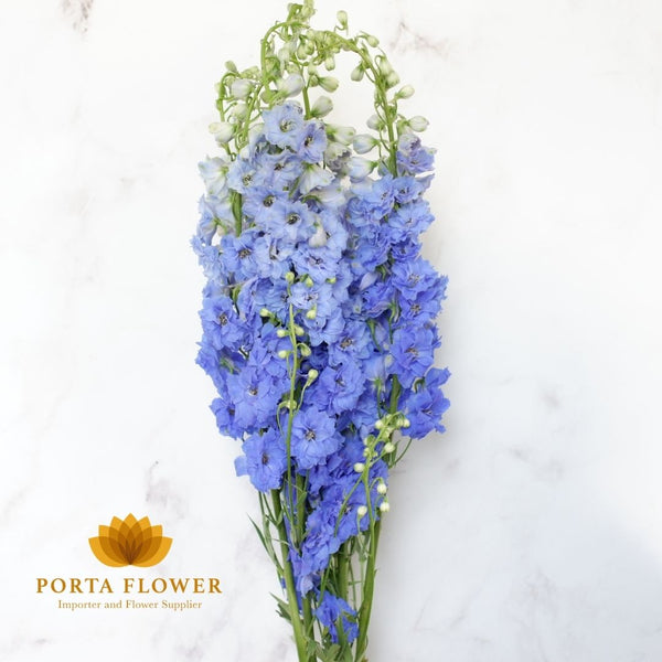 delphinium elatum blue river