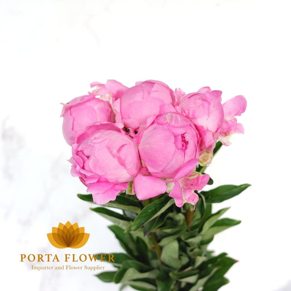 peony pink giant