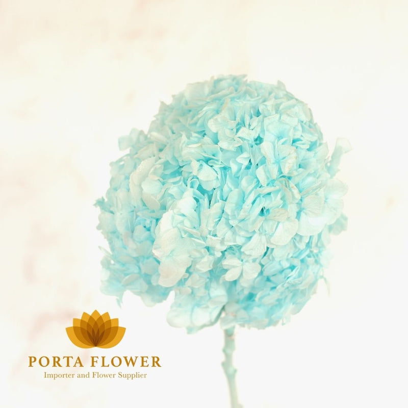 preserved hydrangea light blue