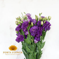 eustoma purple / lithiantus