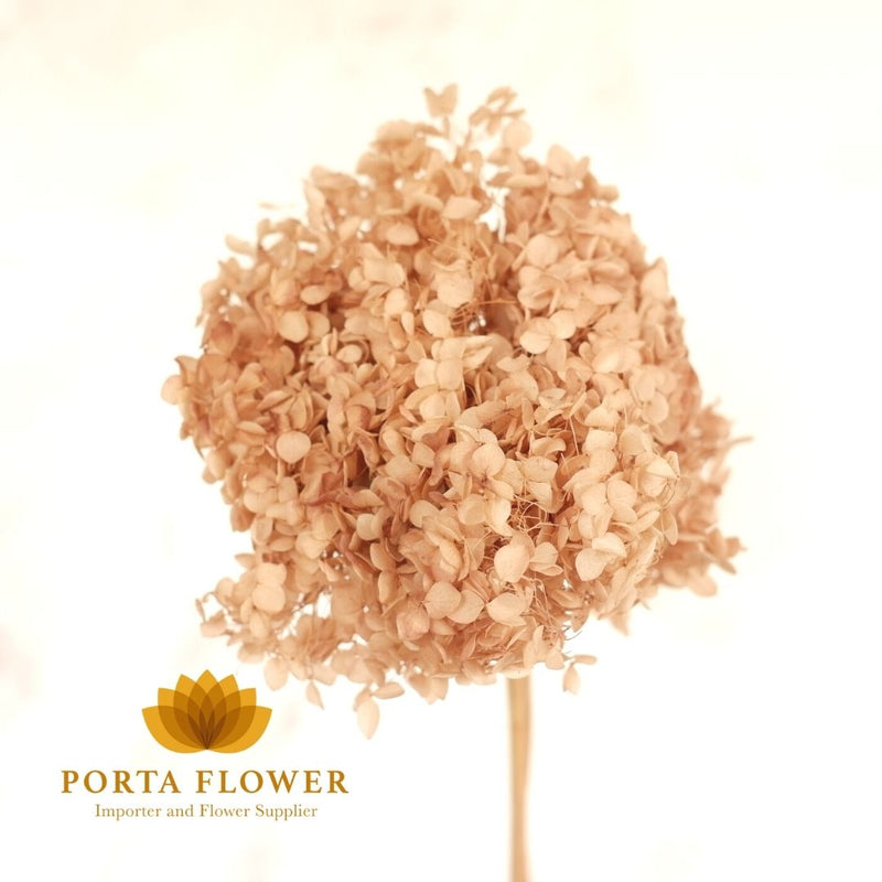 preserved hydrangea soft brown