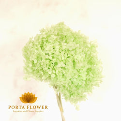 preserved hydrangea light green