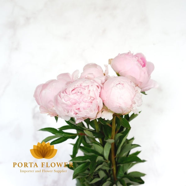 peony pillow talk