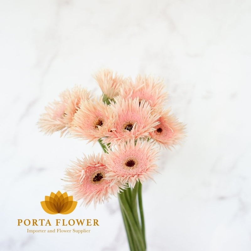 gerbera lasi pink