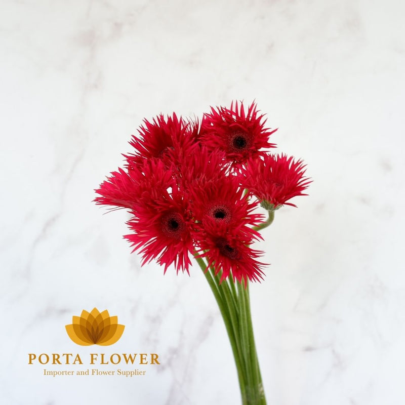 gerbera lasi red