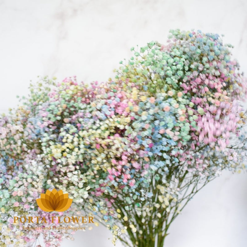 Baby breath rainbow