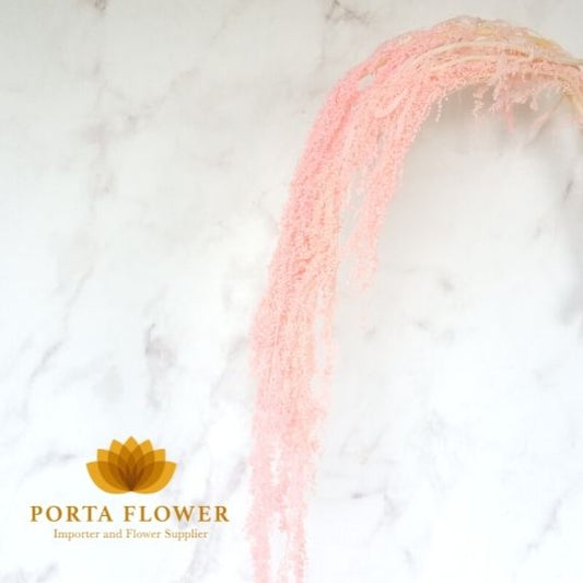 preserved amaranthus hanging soft pink