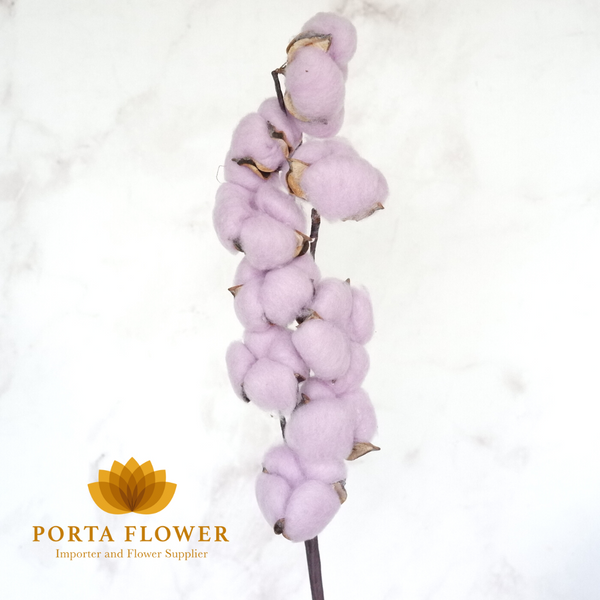 cotton flower lavender