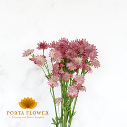 astrantia roma