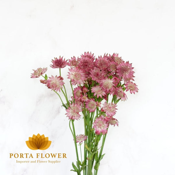 astrantia roma