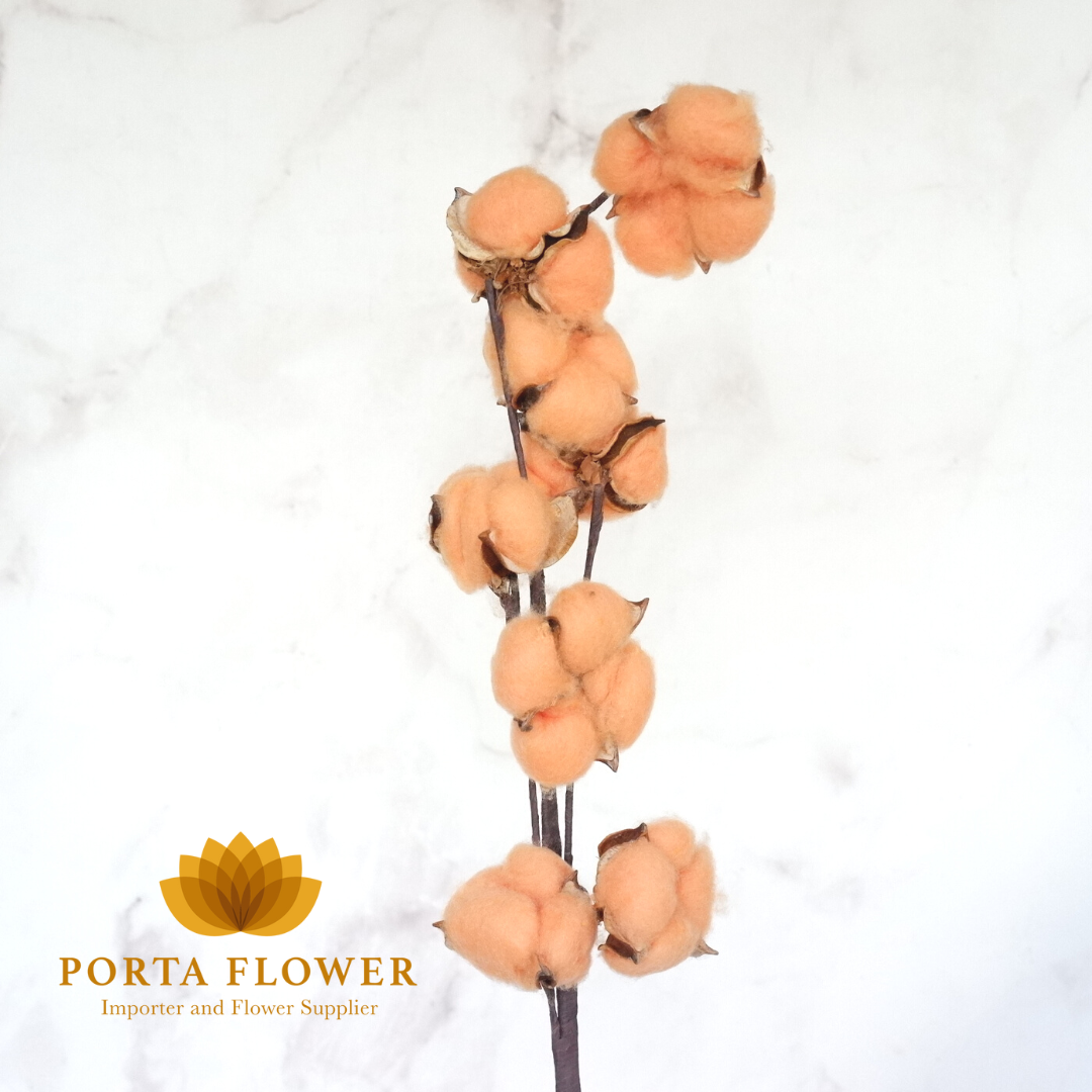 cotton flower orange