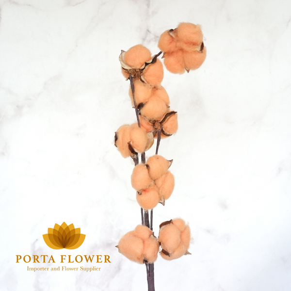 cotton flower orange