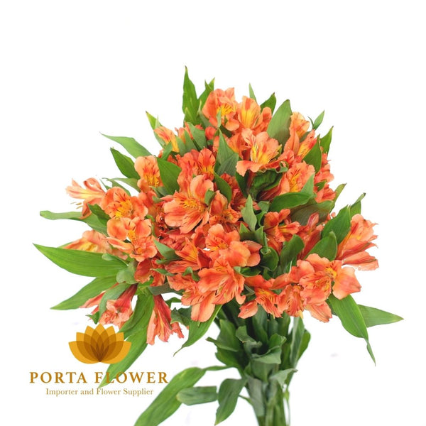 alstroemeria orange queen